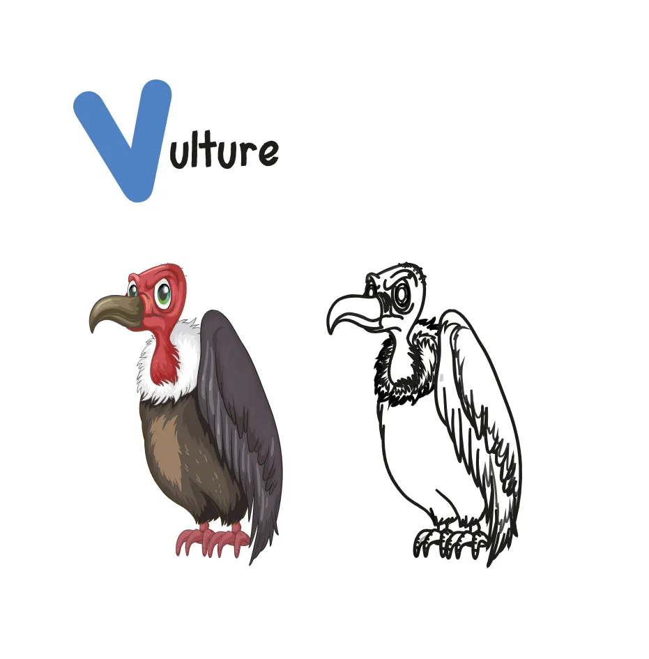 abc book letter v